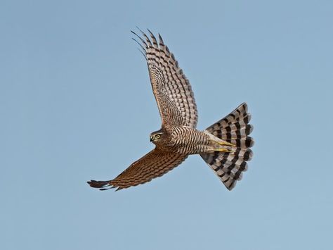 Eurasian sparrowhawk in flight Sparrow Hawk, Fastest Bird, Sparrowhawk, Fascinating Facts, Peregrine, Animal Facts, Backyard Birds, Back Gardens, Yellow Eyes