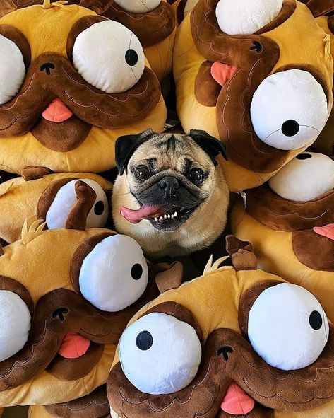 Funny Pug Videos, Doug The Pug, Dog Accesories, Pugs And Kisses, Baby Pugs, Cute Small Animals, Cute Dog Pictures, A Pug, The Pug