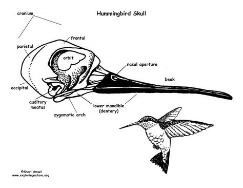 Hummingbird Anatomy, Hummingbird Skull, Nature Sleeve, Hummingbird Photos, Skull Reference, Vet School, School Notes, Hummingbirds, I Tattoo