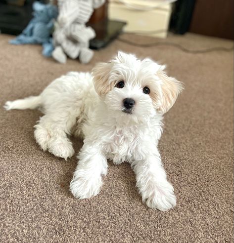 Teddy 11 week old ♥️ White Maltipoo Full Grown, Maltipoo Puppy White, White Small Dog, White Maltipoo, Poodle Mix Puppies, Maltipoo Dog, Puppy Grooming, Dog Haircuts, Maltipoo Puppy