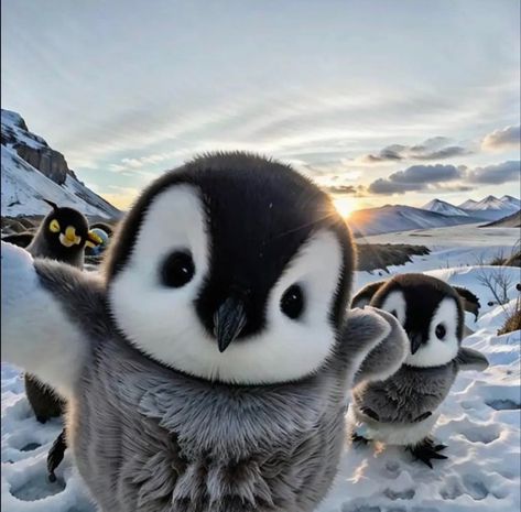 (1) Inicio / Twitter Me As An Animal, Cute Fluffy Animals, Melissa Core, Ugly Animals, Fierce Animals, Cute Small Animals, Baby Penguins, Cute Animals Images