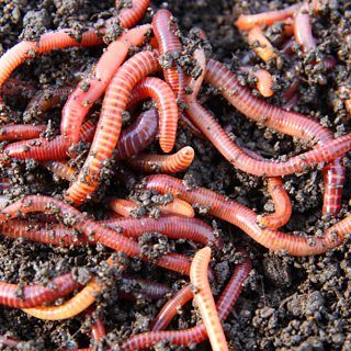 Worm Beds, Red Wigglers, Kids Milk, Red Worms, Worm Composting, Worm Farm, Food Scraps, Earthworms, Liquid Fertilizer