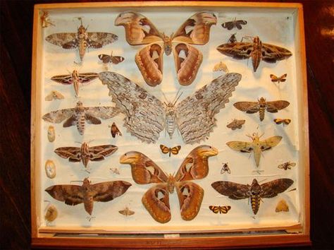 TYWKIWDBI ("Tai-Wiki-Widbee"): Alfred Russel Wallace's cabinet of moth species Victorian Naturalist Aesthetic, Naturalist Aesthetic, Victorian Naturalist, Fish Bathroom, Moth Species, Cabinet Of Curiosity, Woodland Cottage, Steampunk House, Natural Selection