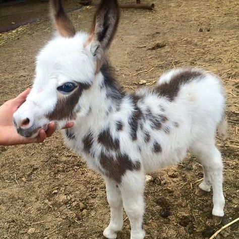 16 miniature donkeys that will definitely win... | QuizzClub Baby Donkey, Mini Donkey, Miniature Donkey, Cute Donkey, Miniature Animals, Baby Animals Funny, Cute Animal Photos, Cute Creatures, Cute Little Animals