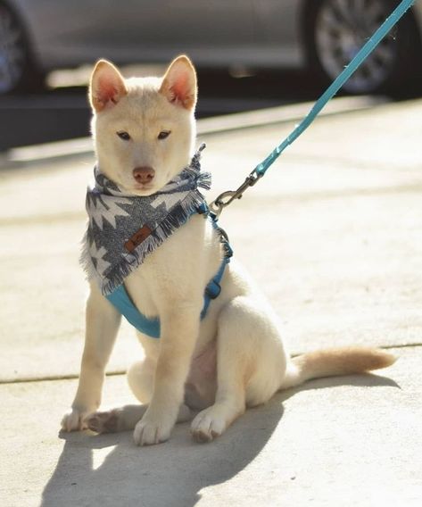 White Shiba Inu Dog, White Shiba Inu, Cute White Puppies, Dog Reference, Dream Pet, Shiba Inu Puppy, Shiba Inu Dog, White Puppies, Animals Pictures