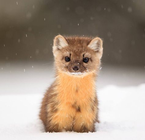 "Curious baby marten..." American Marten, Pine Marten, Tattoo Nature, Animals Tattoo, Interesting Animals, Pretty Animals, Fox Art, Cute Wild Animals, Sweet Animals