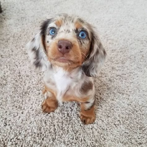 Dapple Dachshund Puppy, Super Cute Puppies, Dapple Dachshund, Really Cute Dogs, Baby Animals Pictures, Weenie Dogs, Cute Little Puppies, Dream Dog