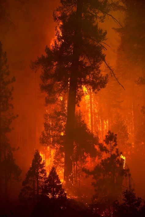 Releasing The Past, Day Of Judgement, Wildland Fire, Watch The World Burn, Wildland Firefighter, Fire Image, Fire Photography, Wild Fire, Meditation For Beginners