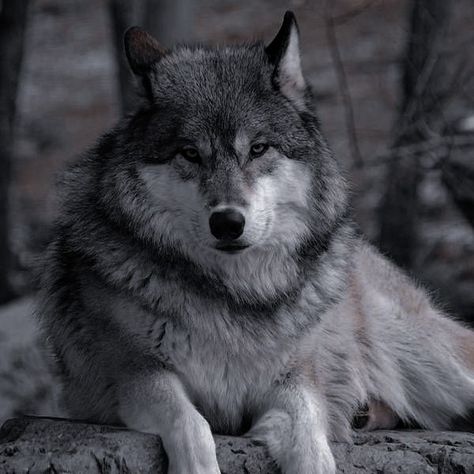 Wolf Widget, Werewolf Stories, Majestic Wolf, Werewolf Aesthetic, Marvel Character Design, Wolf Stuff, Wolf Photos, Wolf Love, Wolf Pictures