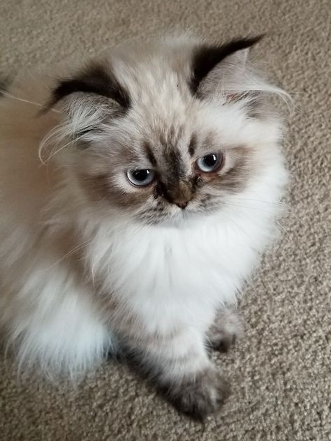 Persian Himalayan 5 months Himalayan Persian Cats, Himalayan Cats, Beautiful Pets, Persian Kitten, Himalayan Cat, Persian Cats, Beautiful Kittens, Wallpaper Cat, Persian Kittens