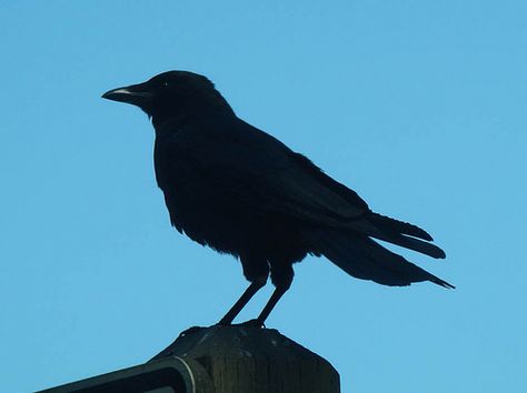 crow silhouette by artistgal, via Flickr - i think this will be the tattoo Crow Silhouette, Crow Tattoo Design, Castle Crafts, Blackbird Singing, Crow Tattoo, Crow Art, Black Birds, Jackdaw, Crows Ravens