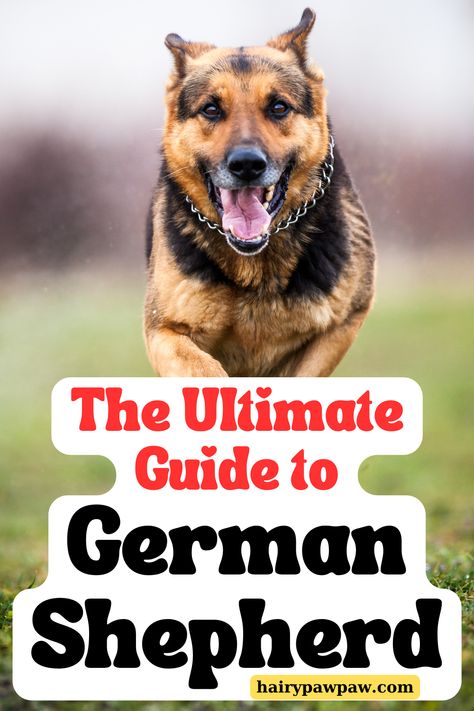 Discover everything about the iconic German Shepherd breed in this comprehensive guide. From their history and temperament to training tips and health care, learn why German Shepherds are one of the most loyal and intelligent dog breeds. 

CLICK THE LINK TO LEARN MORE... German Shepherd Breeds, German Shepherds, Training Tips, German Shepherd, Dog Breeds, Health Care, Need To Know, Learn More, History