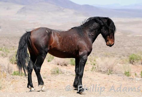 Handsome Wild Dark-Bay Mustang Stallion. Mustangs Horse, Mustang Stallion, Mustang Horses, Horse Poses, Wild Horses Mustangs, Horse Inspiration, Mustang Horse, Wild Mustangs, Interesting Animals