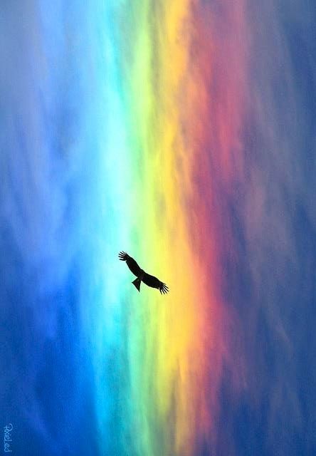 Eagle flying in rainbow clouds via www.Facebook.com/PositivityToolbox Rainbow Wallpapers, Rainbow Images, Rainbow Pictures, Rainbow Photography, God's Promise, Nature Ocean, Rainbow Sky, Sky Pictures, Rainbow Aesthetic