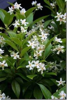 Trachelospermum jasminoides 1 Jasmine Climber, Fence Pergola, Climbing Plants Trellis, Evergreen Climbers, Trachelospermum Jasminoides, Wall Fence, Dainty Flowers, Planting Shrubs, Trellis Plants