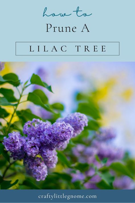 Is it time to prune your lilac tree? Adding a lilac tree to your yard or property is a terrific idea, but it is critical that you care for it properly. One of the things you’ll do regularly is prune it. To prune a lilac tree does'nt have to be difficult or complicated, but you do need to do it correctly. Here are some guidelines on how to best care for some of the most popular species of lilac trees. Lilac Pruning, Lilac Trees, Best Herbs To Grow, California Lilac, Tree Stem, Lilac Tree, Tree Lover, Tree Pruning, Tree Care