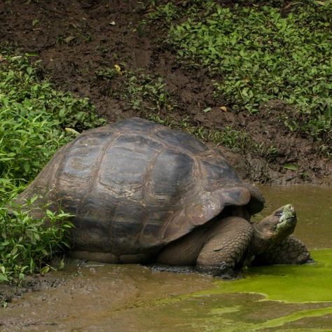 The biggest tortoises in the world include the Galápagos tortoise, the Aldabra tortoises, and the sulcata. There are other large tortoises as well. In this article, we look at the … The post Biggest Tortoises in the World appeared first on All Turtles. Aldabra Tortoises, Park Animation, Indian Star Tortoise, Radiated Tortoise, Galapagos Ecuador, Leopard Tortoise, Big Turtle, Sulcata Tortoise, Galapagos Tortoise