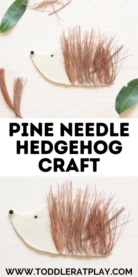 This Pine Needle Hedgehog Craft is a simple, fun way to use those good old pine needles! #pineneedles #fallcrafts #playdough #playdoughcrafts #hedgehogcraft Pine Cone Activities For Preschool, Play Dough Crafts, Nature Activity, Homeschooling Activities, Pine Needle Crafts, Hedgehog Craft, Friday Fun, Preschool Activities Toddler, Animal Crafts For Kids