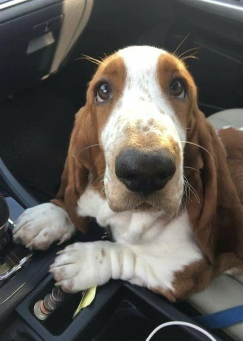 Basset Puppies, Basset Hound Puppy, Hound Puppies, Hound Dogs, Bassett Hound, Basset Hound Dog, Basset Hounds, Hound Dog, Basset Hound