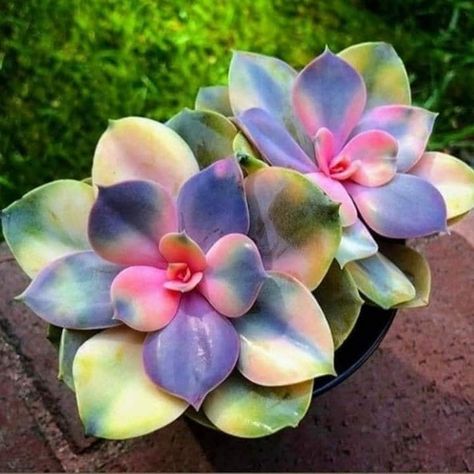 10 Rainbow Cactus  succulant seed Rare and 20 Cactus succulant seed  mix Plus free  gift Fun to grow home or patio t Plananting instructions included limited supply Ships from USA Fast shipping  Order Now Rainbow Cactus, Succulent Seeds, Succulent Garden Design, Succulent Garden Diy, Succulent Gardening, Patio Plants, Unusual Plants, Unusual Flowers, Plant Cuttings