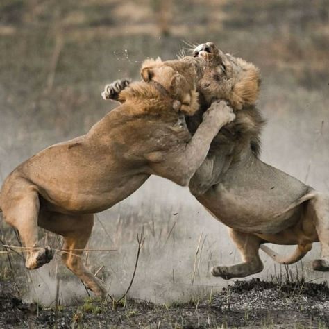 Lion Hunting, Lion Africa, Wild Lion, Lion And Lioness, Male Lion, African Lion, Wild Creatures, Cat Family, Animal Planet