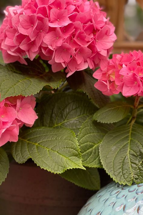 African Garden, Big Leaf Hydrangea, Perennial Border, Hydrangea Not Blooming, Foundation Planting, Planting Shrubs, Soil Ph, Big Leaves, Fruit Garden