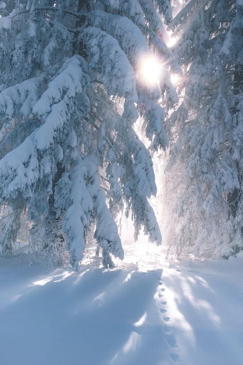 Coniferous trees covered with snow in sunny winter day Light Spring Colors, Winter Schnee, Winter Wallpaper, Winter Magic, Winter Scenery, Winter Beauty, Winter Pictures, Winter Wonder, Winter Aesthetic