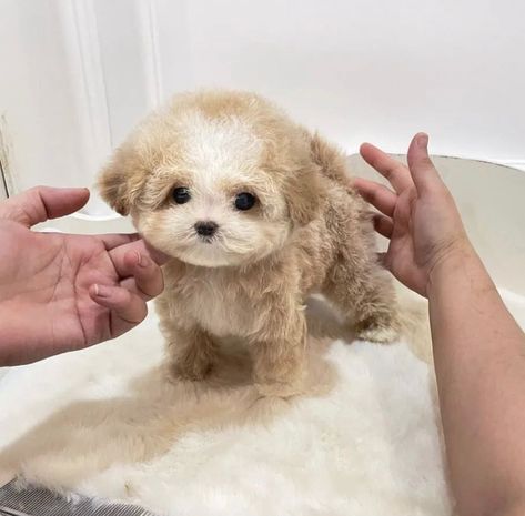 #BabyMaltipoo puppies for sale Teacup Maltipoo For Sale, Maltipoo Breeders, Teacup Maltipoo, Maltipoo Puppies For Sale, Maltipoo Puppies, Puppies Near Me, Teacup Puppies For Sale, Maltipoo Puppy, Teacup Puppies