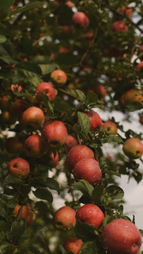 Apple Orchard Wallpaper, Fall Apple Orchard Aesthetic, Apples Astethic, Apple Orchard Aesthetic, Apples Aesthetic, September Apples, Apple Orchard Fall, Apple Garden, Summer Harvest