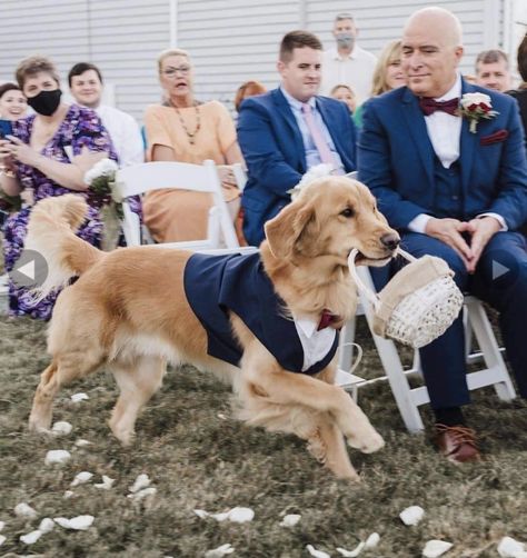 Golden Retriever Ring Bearer, Golden Retriever Wedding, Dog Ring Bearer, Ring Bearer Dog, Dog Tuxedo, Dog Ring, Dog Flower Collar, Wedding Pets, Wedding Vision