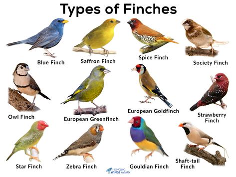 Finches: List of Types With Pictures & Care Tips | Singing-Wings-Aviary.com Finches Bird Pets, Finch Cage Ideas, Society Finch, Birds Types, Type Of Birds, Finch Aviary, Aviary Birds, Finch Cage, Different Types Of Birds