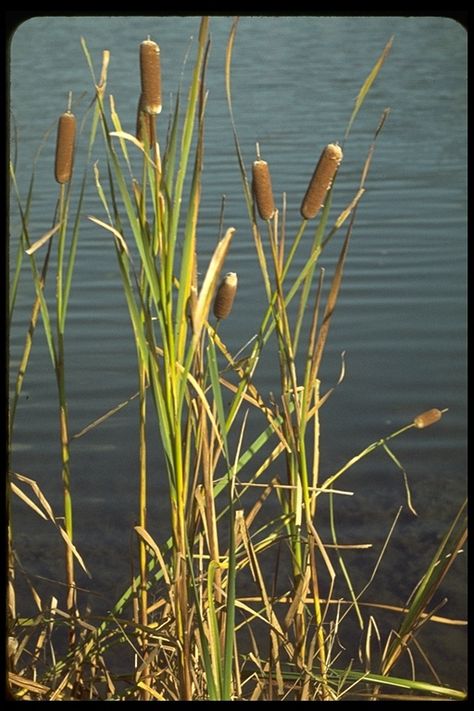 Louisiana Cattails (Typha sp.) Bayou Country, Louisiana Swamp, Louisiana History, Louisiana Bayou, Beautiful Plants, Cat Tail, Garden Pond, Acrylic Oil Painting, Drawing Images