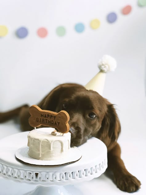 Dog Birthday Photoshoot, Dog Birthday Pictures, Dog Party Decorations, Dog First Birthday, Perro Shih Tzu, Puppy Photography, Puppy Birthday Parties, Dog Birthday Cake, Dog Photoshoot