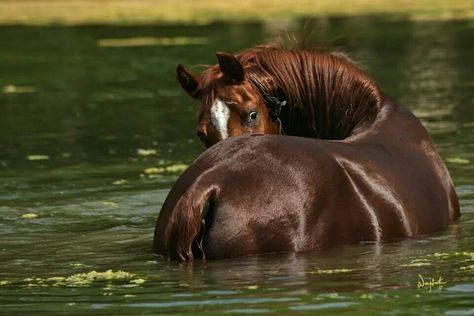 :) Capaill Uisce, Horse Boarding, Chestnut Horse, All The Pretty Horses, Majestic Animals, White Horses, Cute Horses, Pretty Horses, Horse Photography