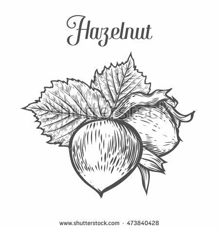 Hazelnut Tattoo, Hazelnut Illustration, Seed Tattoo, Plant Anatomy, Pink Floyd Art, Hazelnut Butter, Initial Tattoo, Tattoo Illustration, Unique Trees