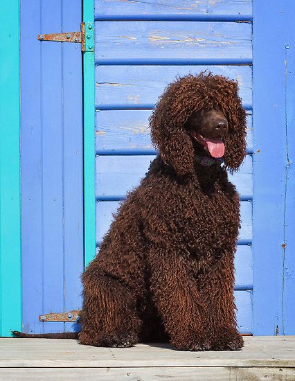 #Irish #Water #Spaniel - learn here more about this #dog breed Springer Spaniel Poodle Cross, Blue Belton English Setter, Irish Water Spaniel, Dog Training Equipment, Every Dog Breed, Spaniel Breeds, Akc Breeds, Dog List, Types Of Dogs