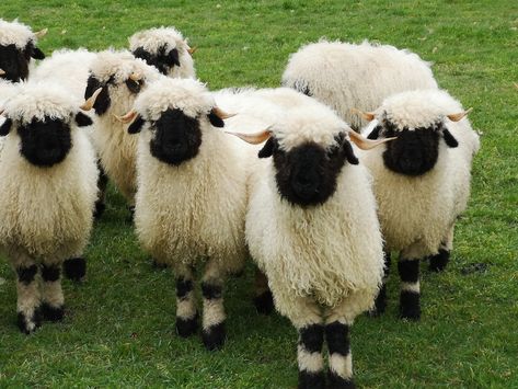 These Adorable Swiss Sheep Makes Wonderful Pets Valias Black Nose Sheep, Swiss Sheep, Black Nose Sheep, Hampshire Sheep, Katahdin Sheep, Herd Of Sheep, Expressive Landscape, Blacknose Sheep, Black Faced Sheep