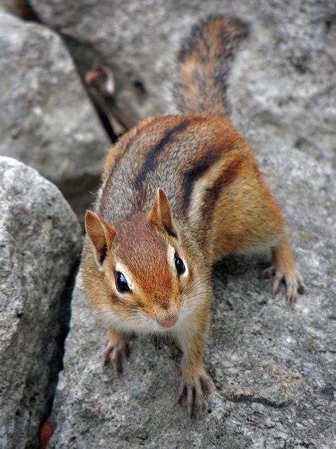 Baby Chipmunk, North American Animals, Cute Squirrel, Little Critter, Cute Animal Pictures, Hamsters, Sweet Animals, Pics Art, Squirrels