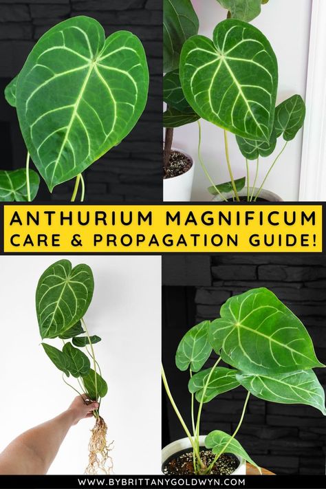 Unusual Houseplants, Anthurium Magnificum, Philodendron Care, Types Of Houseplants, Low Light Plants, Your Gorgeous, Pop Up Event, Indoor Gardening, Led Grow