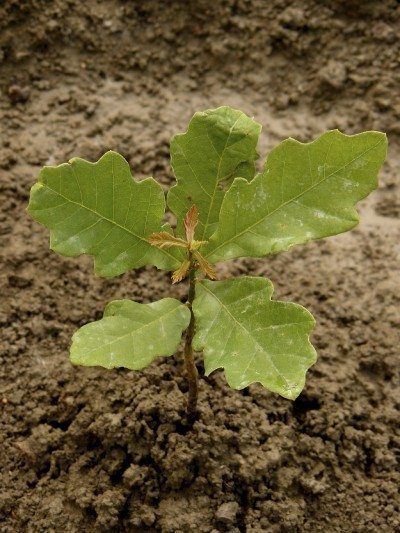 English Oak Tree, Red Oak Tree, Deer Resistant Perennials, Long Blooming Perennials, Growing Trees, Hummingbird Plants, Tree Seedlings, Deer Resistant Plants, Old Oak Tree