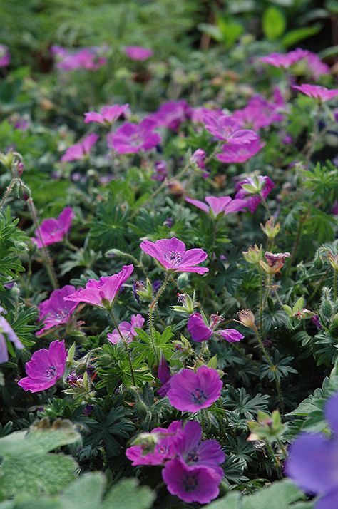 Click to view full-size photo of Max Frei Cranesbill (Geranium sanguineum 'Max Frei') at Gertens Northern Gardening, Geranium Color, Geranium Sanguineum, Garden Border Edging, Cranesbill Geranium, Alpine Garden, Fuchsia Flowers, Plant Tags, Herbaceous Perennials