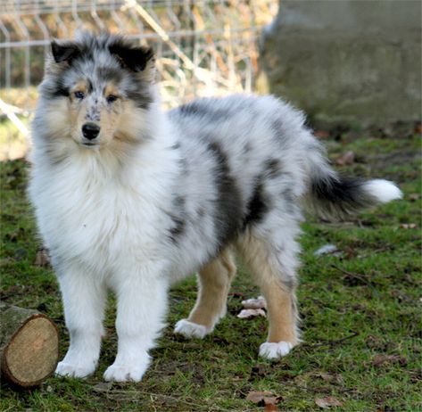 Blue Merle Rough Collie Pup Rough Collie Blue Merle, Blue Merle Collie, Rough Collie Puppy, Shetland Sheepdog Blue Merle, Rough Collies, Shetland Sheepdog Puppies, Collie Puppy, Sheltie Dogs, Collie Puppies