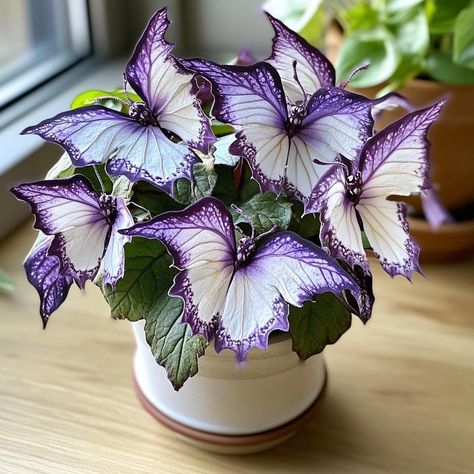 Moonlight Butterfly, Inside Plants Decor, Flower Garden Images, Begonia Plant, Butterfly Plants, David Attenborough, Inside Plants, Plant Decor Indoor, Unusual Plants