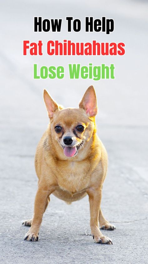 help fat chihuahuas lose weight Chihuahua Facts, Fun Exercises, Dog Quotes Funny, Feeling Under The Weather, Chihuahua Love, Your Cute, American Kennel Club, Healthy And Happy, Dog Quotes