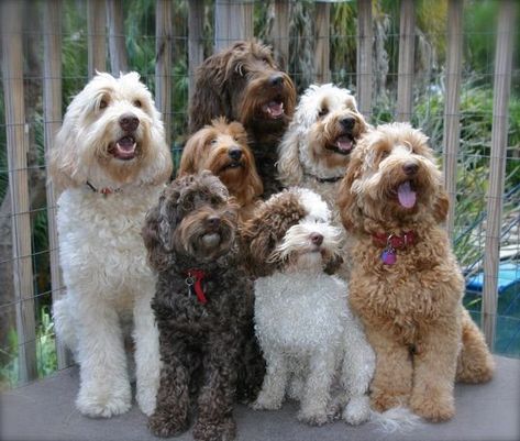 As a combination of Labrador and Poodle parents, the Labradoodle is one of the most popular newer breeds in the world today! Australian Labradoodle, Labradoodle Puppy, Havanese Puppies, 강아지 그림, Basset Hounds, Yorkshire Terrier Puppies, Doodle Dog, Sphynx Cat, Springer Spaniel