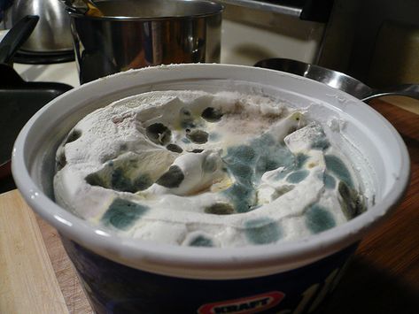 Gross Moldy Foods - Gallery Moldy Food, Gross Food, Food Gallery, You Had One Job, Spoiled Rotten, Cute Food, Family Life, Whipped Cream, Trivia