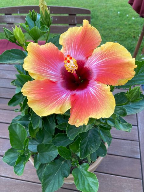 Hubiskis Flower, Preppy Flowers, Season Pictures, Cute Group Halloween Costumes, Flower Therapy, Group Halloween Costumes, Favorite Flowers, Hibiscus Flowers, Rose Bouquet