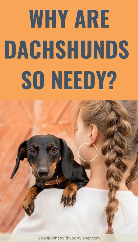 Weenie Dogs Funny, Dachshund Personality, Dachshund Facts, Dachshund Puppy Training, Daschund Puppies, Dachshund Stuff, Dachshund Training, Dachshund Breed, Weenie Dog