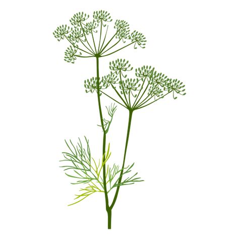 Dill herb illustration #AD , #ad, #AD, #illustration, #herb, #Dill Dill Flower Drawing, Dill Flower Tattoo, Dill Illustration, Dill Herb, Herb Illustration, Herbs Illustration, Herb Art, Ad Illustration, Blossom Tattoo