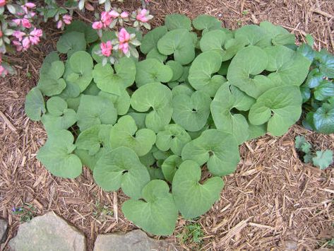 Wild Ginger Ginger Plant, Wild Ginger, Natural Heritage, Plant Identification, Brown Flowers, Flower Bud, Medicinal Plants, Planting Herbs, Landscaping Plants